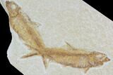 Two Large Knightia Fossil Fish - Wyoming #88576-1
